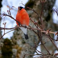 Снегирь :: Милешкин Владимир Алексеевич 