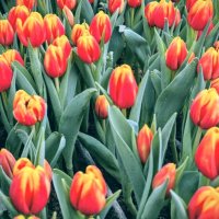 Красные тюльпаны :: Георгиевич 