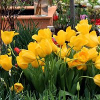 Сегодня все цветы для милых дам! :: Татьяна Помогалова