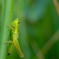 В траве сидел... :: Владимир Лазарев