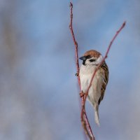 *** :: Виктор Иванович Чернюк *** :: Виктор Иванович Чернюк