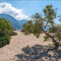 Море, мимозы, весна :: **** vedin