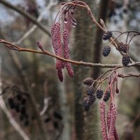 Весна идёт,весне дорогу! :: Мариша 