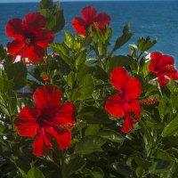 Дорогие женщины! С праздником Вас! Счастья! Здоровья! Всего самого доброго! :: Сергей Цветков