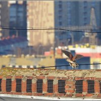 Дорогая, с 8 марта ! :: Сеня Белгородский