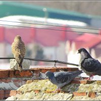 Соседи :: Сеня Белгородский