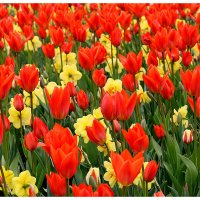 Море цветов нащим милым дамам :: Aleksandr Gal