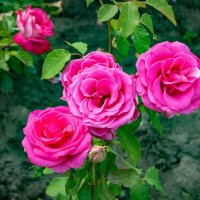 Поздравляю милых дам с 8 Марта !!! :: Ravile 