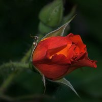 С праздником весны дорогие одноклубницы! :: Vladimir 