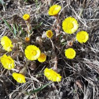 Весеннее настроение :: Ольга 