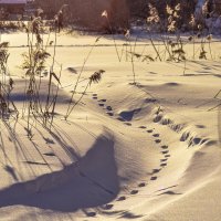 Одинокий след. :: Михаил Курзанцев