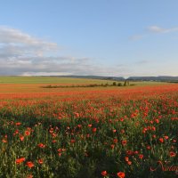 Природа Крыма :: Изумительная Космея