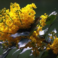 С Праздником 8 марта, милые женщины !!! :: Николай Кондаков