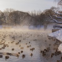 Утренняя прогулка :: Анастасия Северюхина
