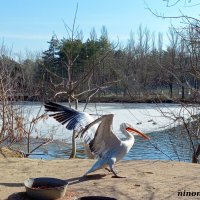 Март в ростовском зоопарке :: Нина Бутко