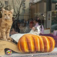 Котокафе :: Олег Дорошенко
