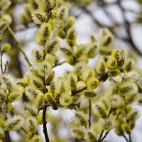 Цветы к 8 марта :: Мария К. Цветы к 8 марта :: Мария К.