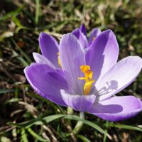 Из-под снега вышел друг — Крошка-крокус... :: Галина Из-под снега вышел друг — Крошка-крокус... :: Галина