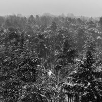 Высоко сижу, далеко гляжу. :: Игорь Викторов