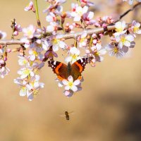 Весна. С праздником, милые дамы! Женского счастья вам!!! :: Светлана Тихонина