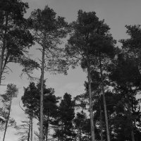 Мечты о ч/б Лейке 48. :: Михаил Елочкин