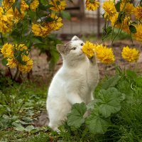 Почти как все женщины... :: елена беликова