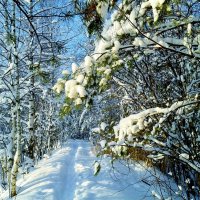 куда ведешь тропа :: Владимир 