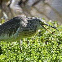 Жёлтая цапля :: Осень Жёлтая цапля :: Осень