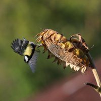 ***** :: владимир 