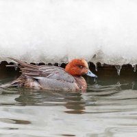 Свиязь. :: Nikolay Lovec