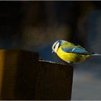 Лазоревка :: Валентин Котляров