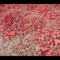 115 (178) :: CLOSE WAYS ALL