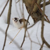 Ласка :: Ninell Nikitina