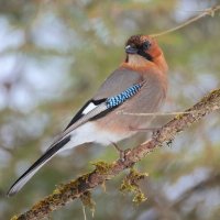 *** :: Владилен Панченко