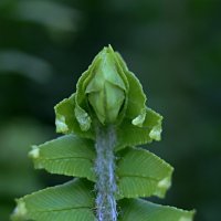 Молодой папоротник :: Tina Kott