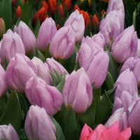 Вот и кончились букеты, смс, звонки, конфеты! Всех с 9 марта! :: Татьяна Помогалова