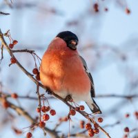 Вкусные яблочки :: Виктор Иванович Чернюк Вкусные яблочки :: Виктор Иванович Чернюк