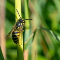 Лето. Макро. :: Владимир Лазарев