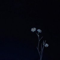 *** :: Шу Юншен