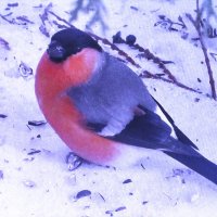 А где семечки? :: Людмила Смородинская