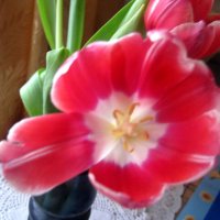 Тюльпан :: Елена Семигина Тюльпан :: Елена Семигина