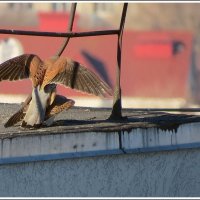 Кама с утра :: Сеня Белгородский