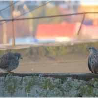 Поедем красотка кататься, давно я тебя поджидал :: Сеня Белгородский
