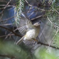 желтоголовый королек :: юрий макаров