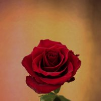 Роза. :: Александр. AVG100 ---