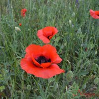 Природа Крыма :: Изумительная Космея