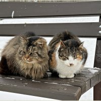 Котики. :: Валерия Комова