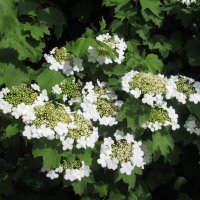 май :: Елена Шаламова