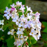 Сирень. :: nadyasilyuk Вознюк