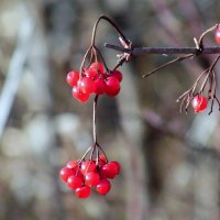 Ягода-калина. :: nadyasilyuk Вознюк